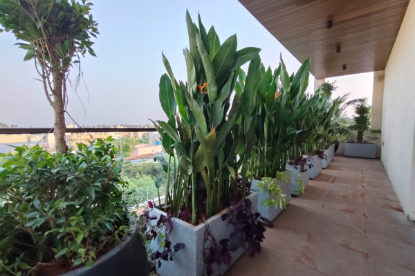 Terrace Garden-5